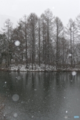 春遅き森の情景４