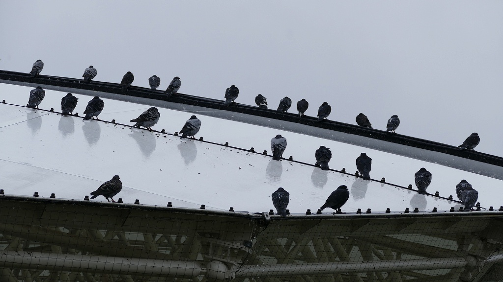 P1160359雨の日の鳩達