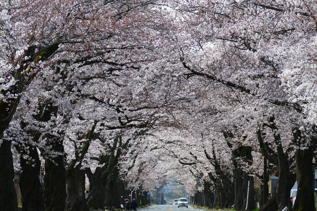 夜の森桜のトンネル