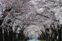 夜の森桜のトンネル