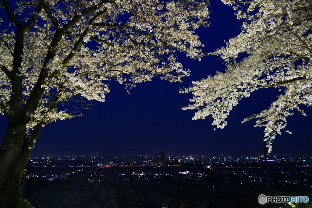 夜桜と夜景１