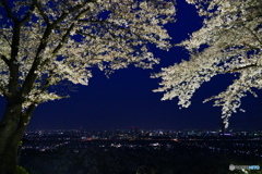 夜桜と夜景１