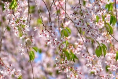 日中線枝垂れ桜①