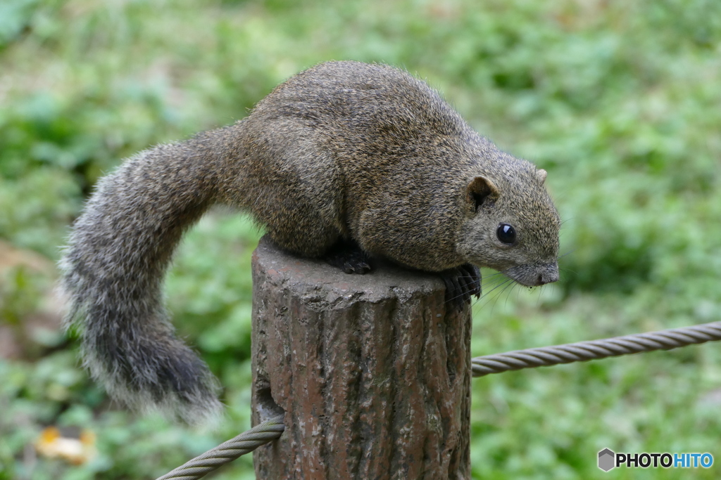 町田の、リス　１