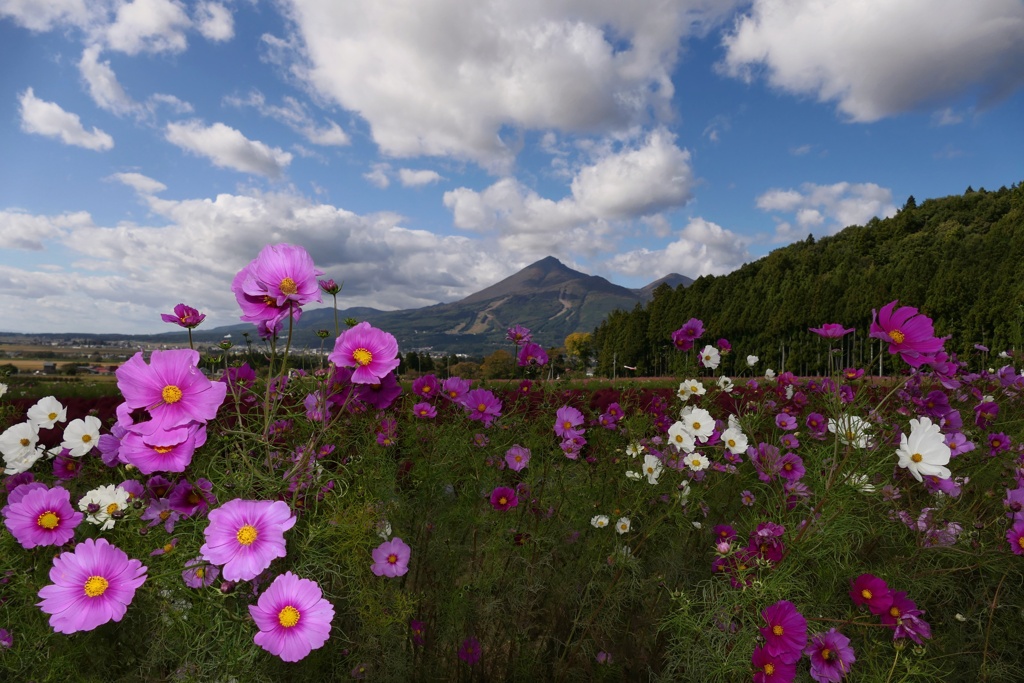 コスモスと磐梯山