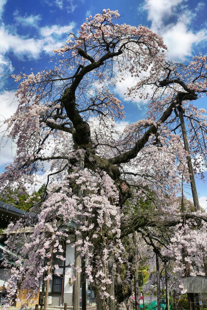 愛蔵寺の護摩桜２