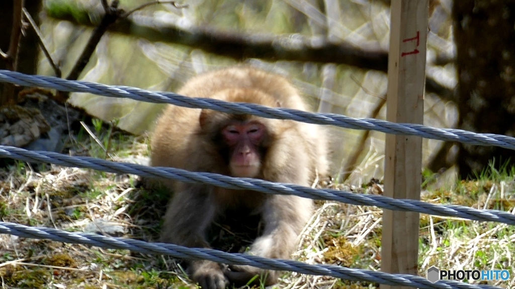 くつろいでるし……