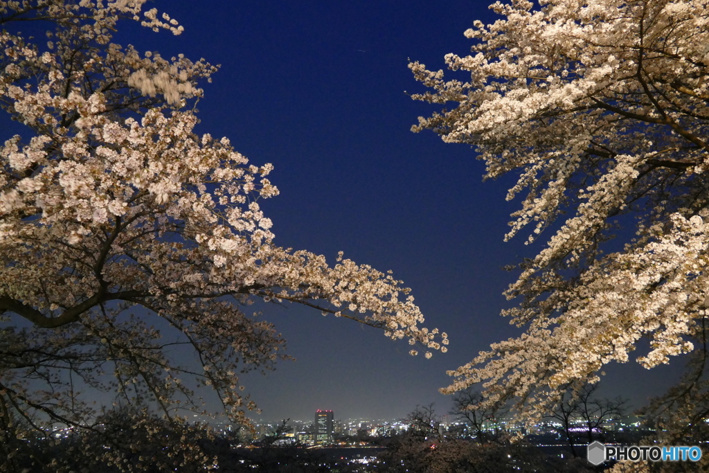 夜桜と夜景２