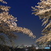 夜桜と夜景２