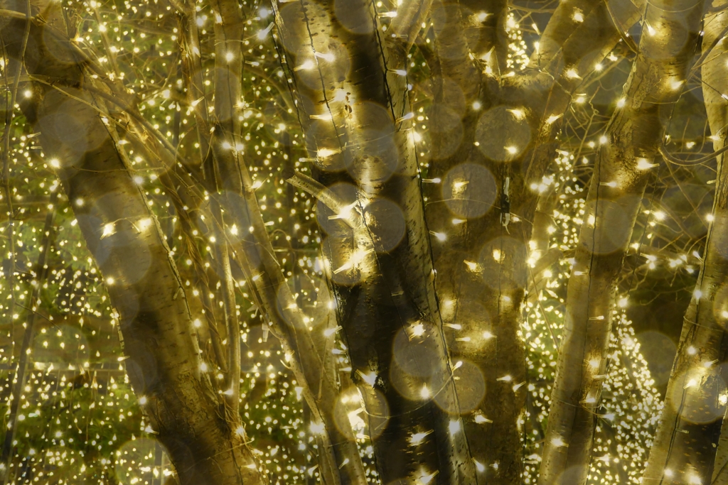 イルミネーション