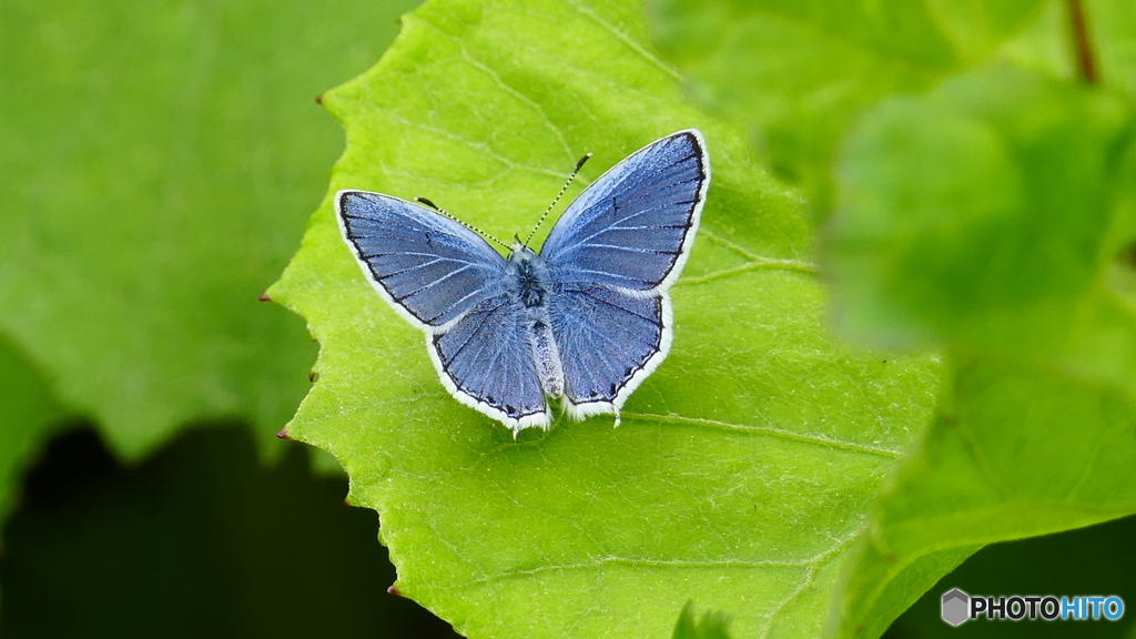 ブルージーンズカラー