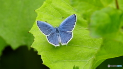 ブルージーンズカラー