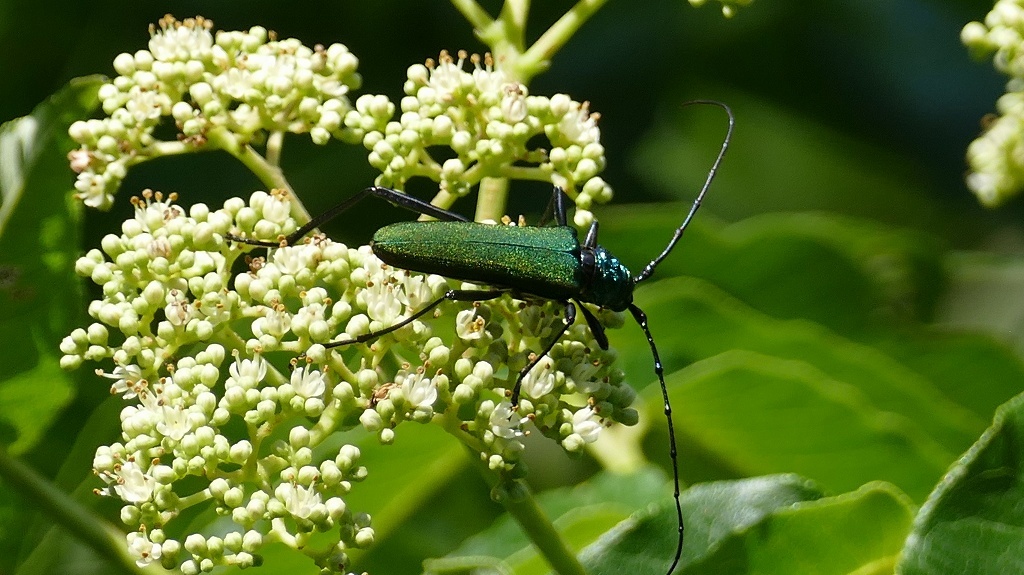 オオアオカミキリ