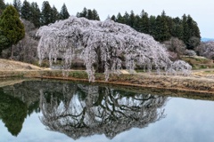 花園枝垂れ桜①