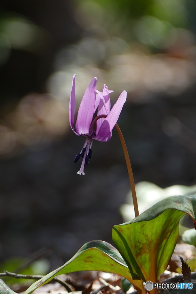 ＠城山カタクリの里
