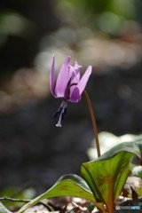 ＠城山カタクリの里