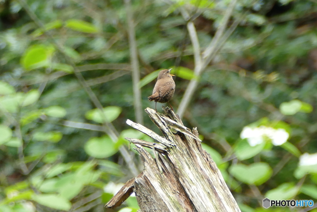 小粒でもピピピと鳴くよ(*^-^*)