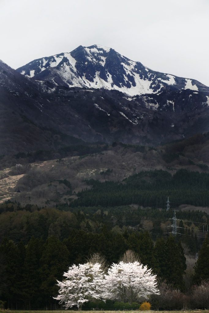 桜と磐梯山と　補正版