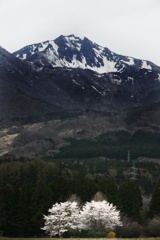 桜と磐梯山と　補正版