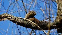 ＠鎌倉　明月院