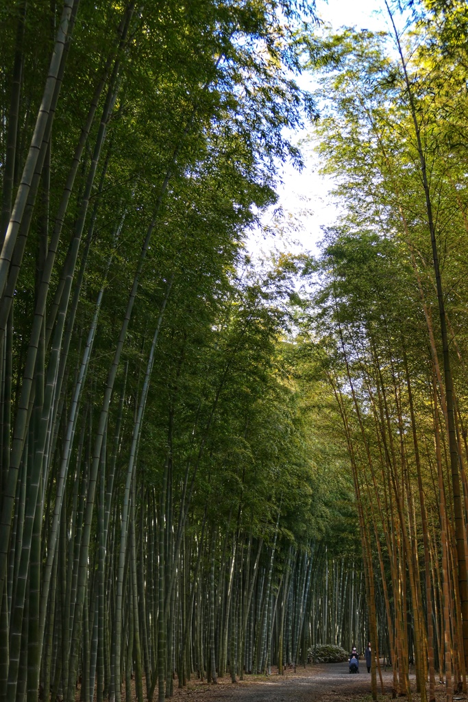 若竹の杜