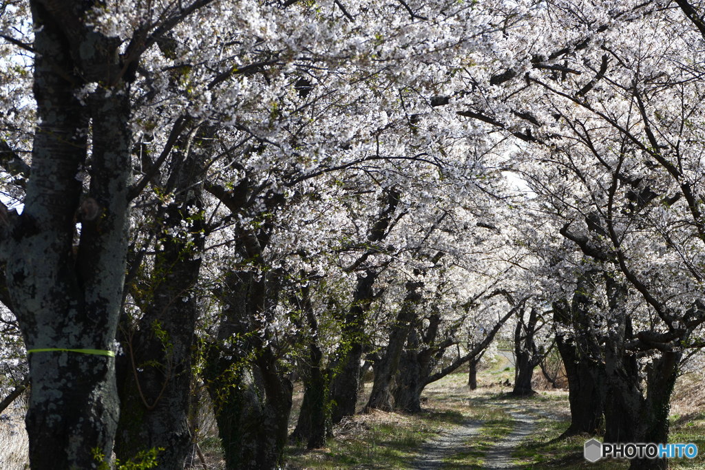 笹原川千本桜２