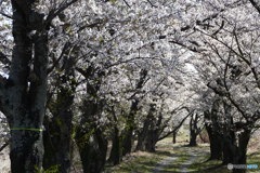 笹原川千本桜２