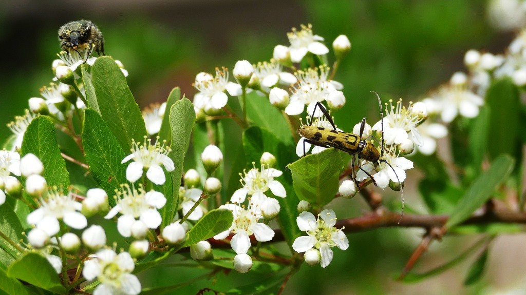 近所散策０５２８
