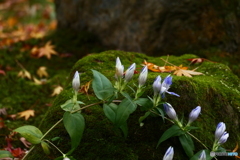 鎌倉笹リンドウ