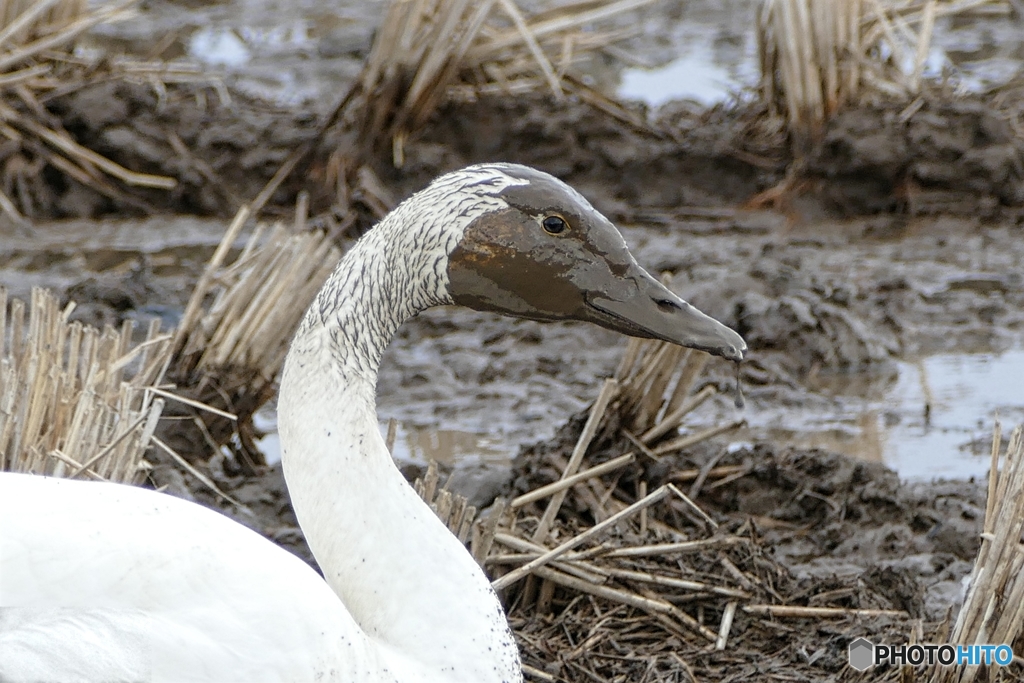更なる美白を求めて泥パック？