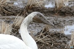 更なる美白を求めて泥パック？