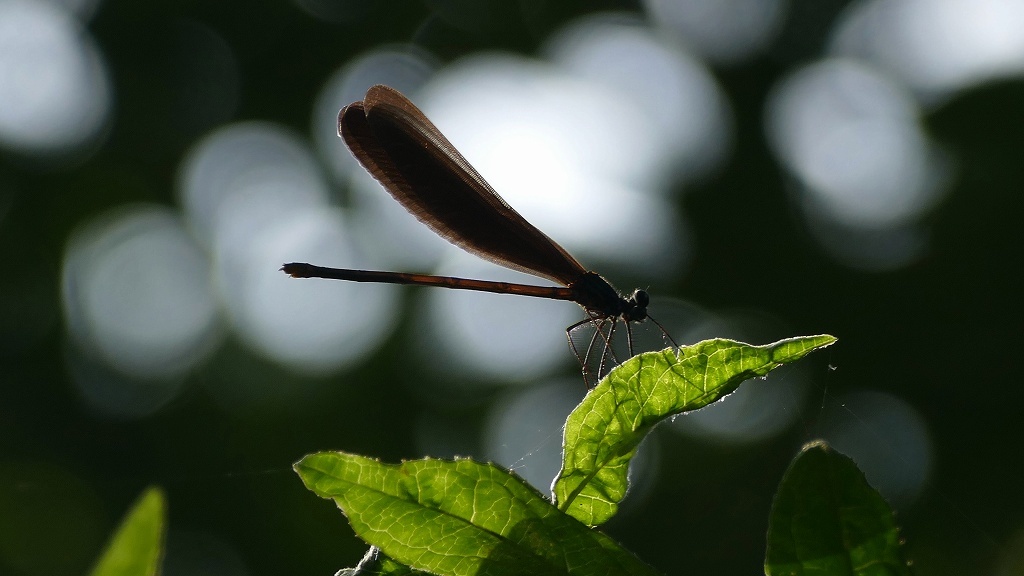 なにかを夢見てる