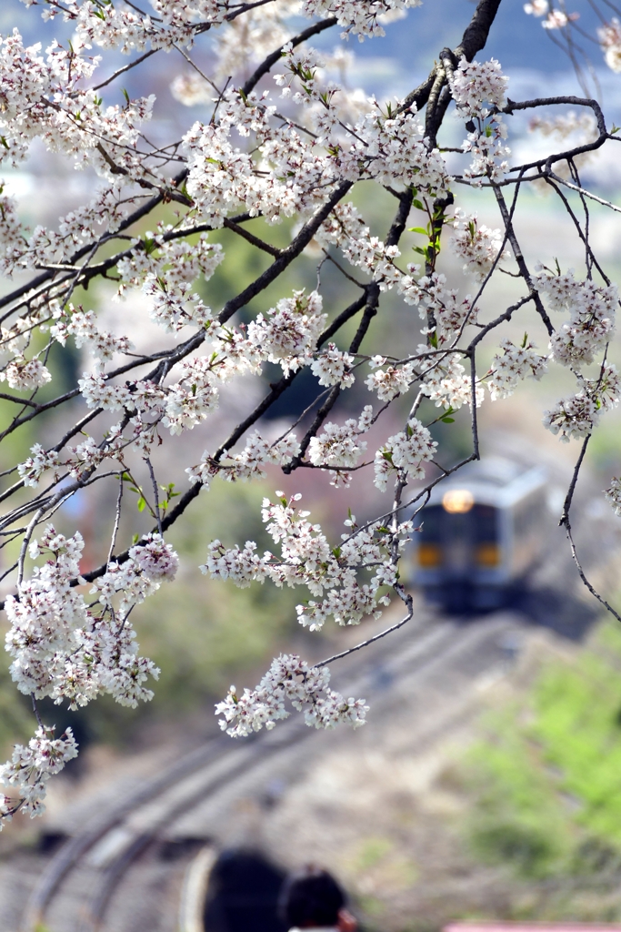 桜と電車と３