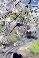 桜と電車と３