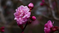 ローキーで春の花々