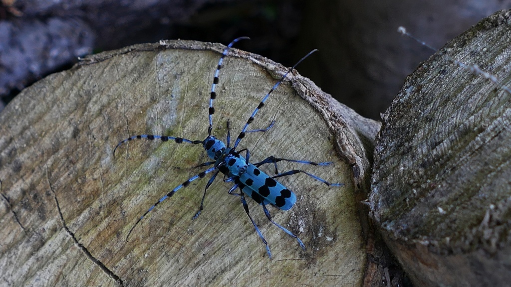 P1120009　ルリボシカミキリ