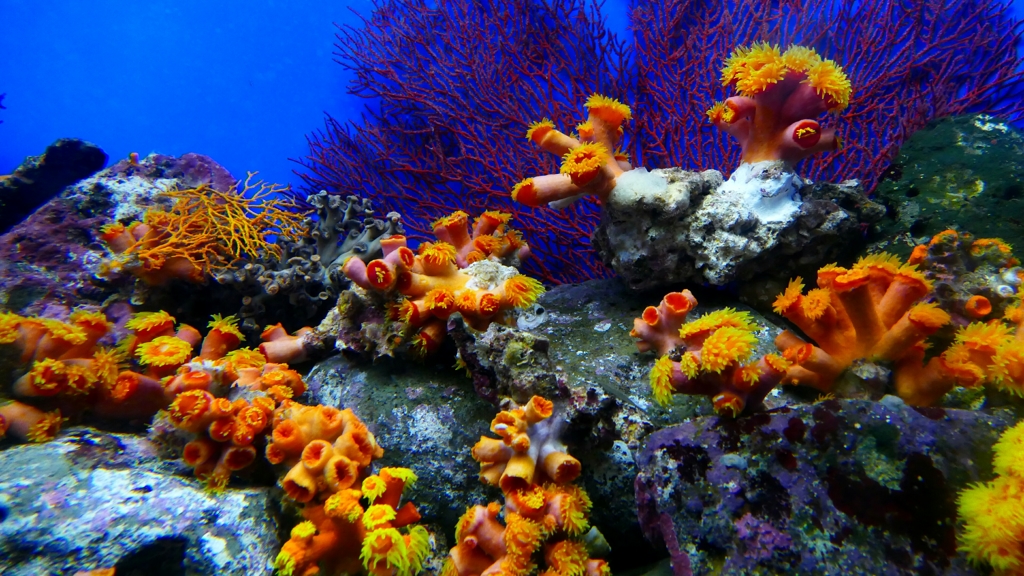 1180733油壺水族館