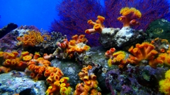 1180733油壺水族館