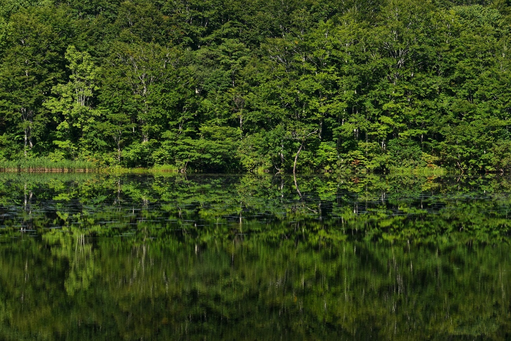 リフレクション