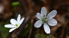 ローキーで春の花々