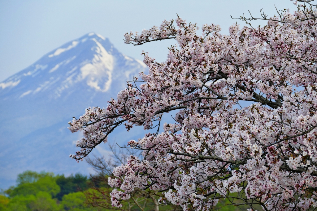 桜と磐梯山