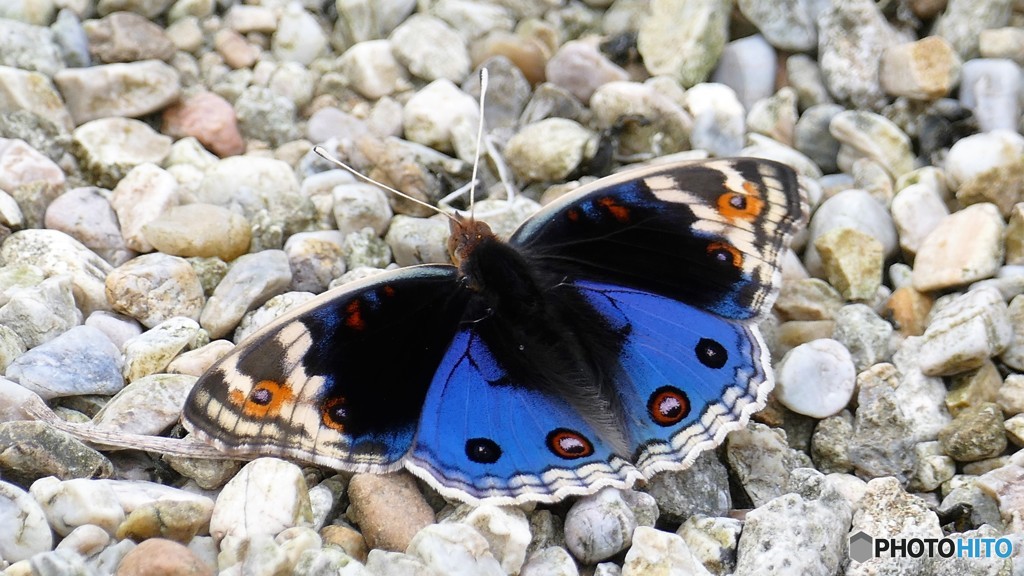 アオタテハモドキ♂