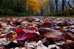 イエローツリー ２