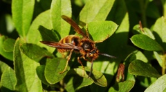 P1160324ハチの一種