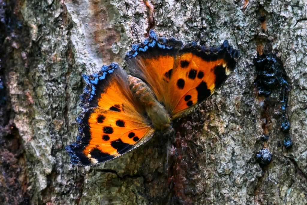 ヒオドシチョウ