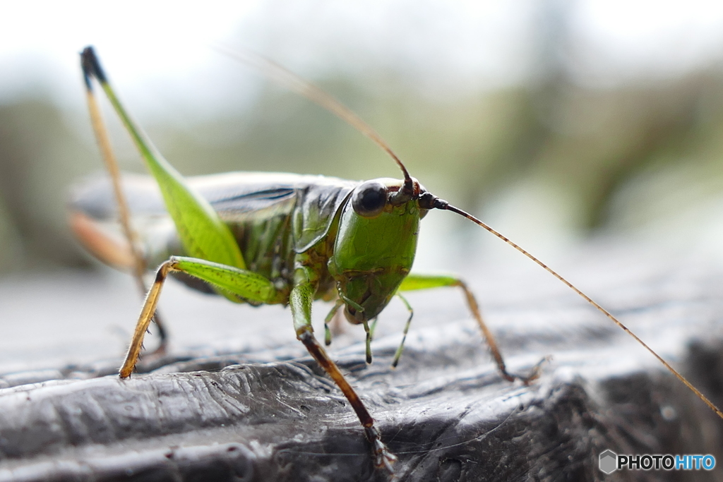 我が命尽きるとも…