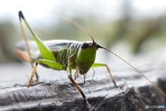 我が命尽きるとも…