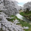 藤田川ふれあい桜③