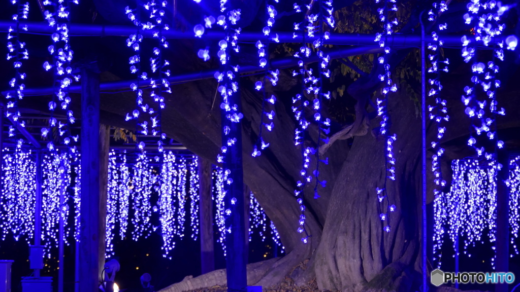 圧倒的な藤棚　２