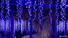 圧倒的な藤棚　２